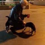 I ferrovieri hanno adottato i due gatti. Il 64enne Lello ad esempio ha sempre con s� qualche scatoletta da servire come merenda...